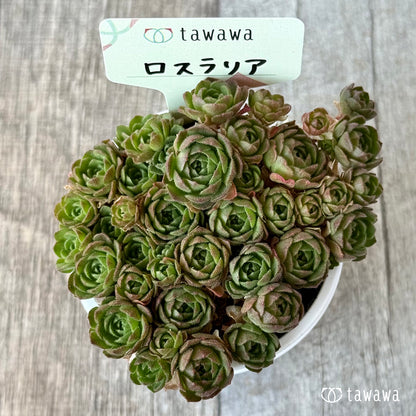 ＊新発売＊　ロスラリア１【tawawaハウス苗】