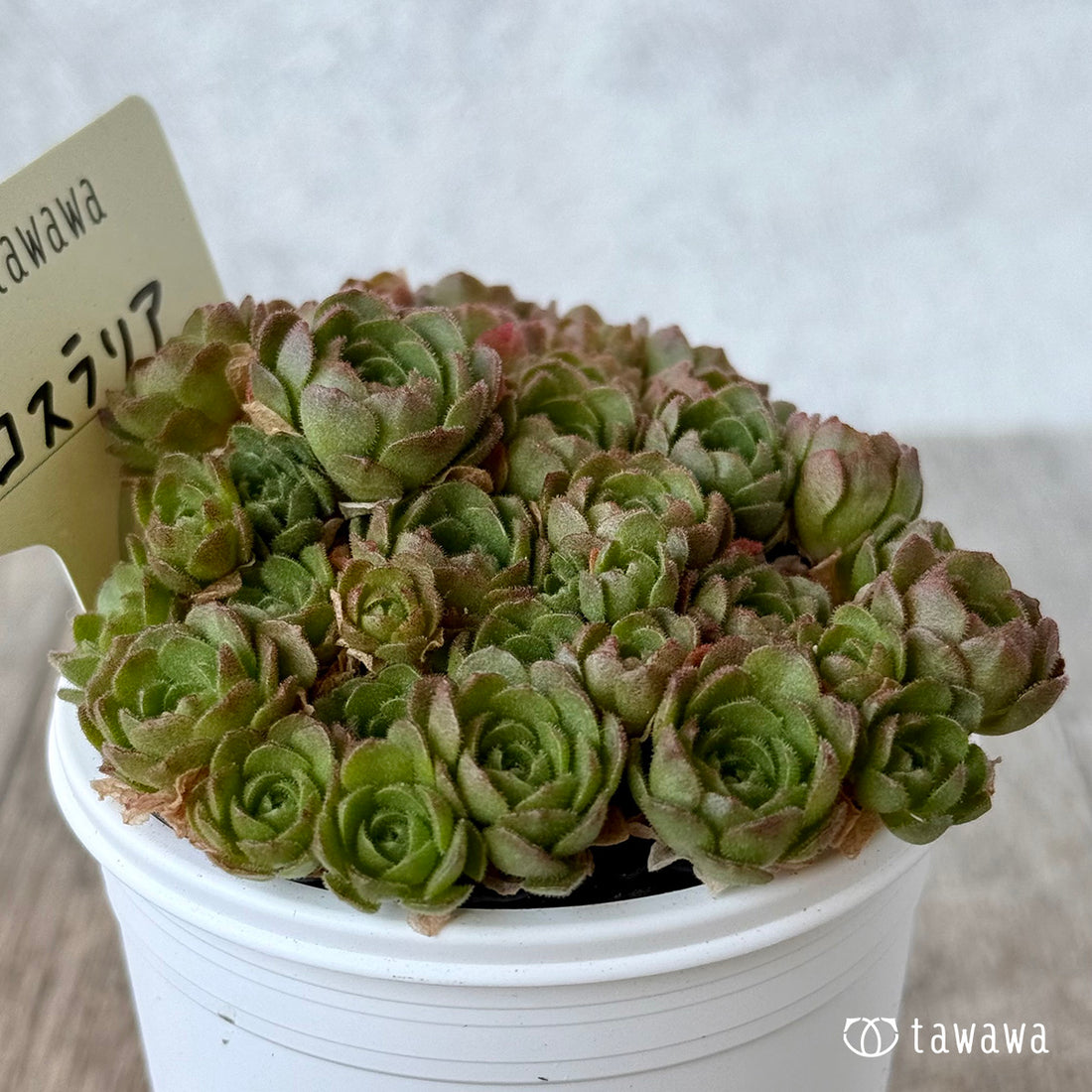 ＊新発売＊　ロスラリア１【tawawaハウス苗】