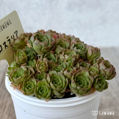 ＊新発売＊　ロスラリア１【tawawaハウス苗】