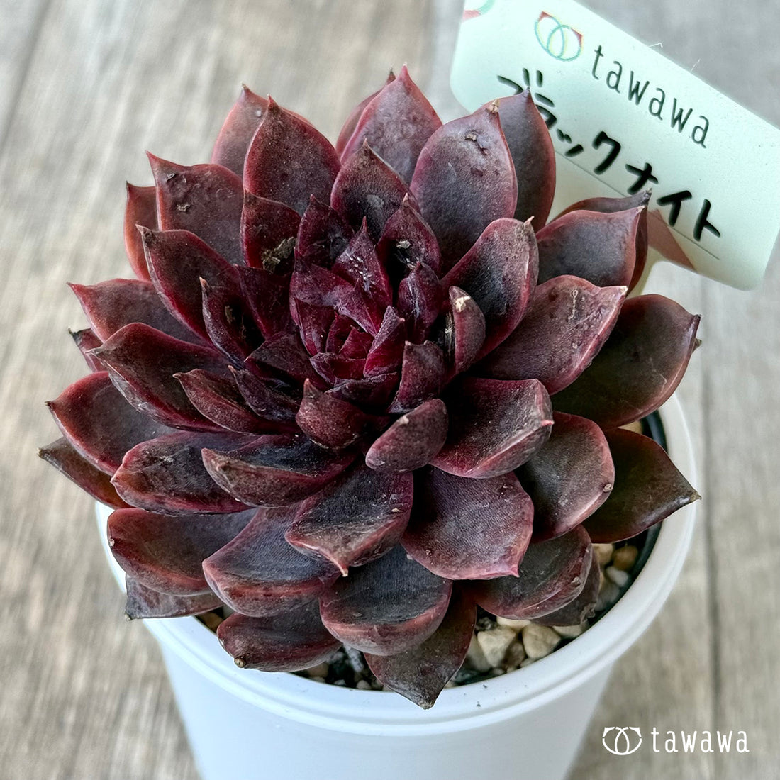 New Arrival* Hongil
