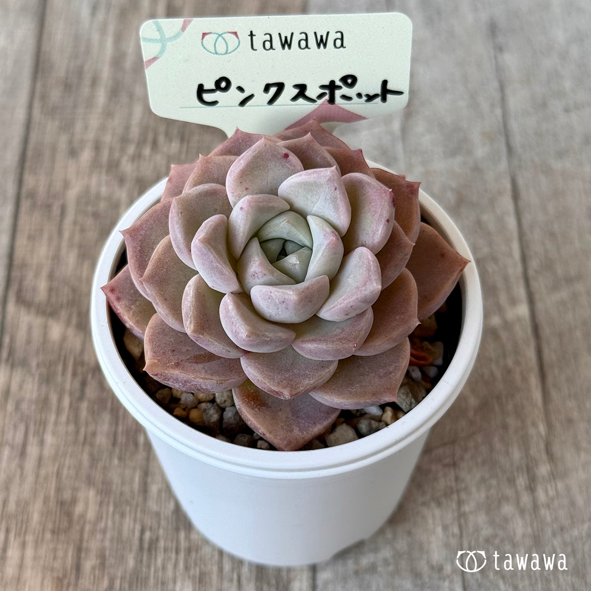ピンクスポット【tawawaハウス苗】