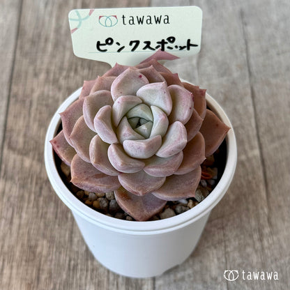 ピンクスポット【tawawaハウス苗】