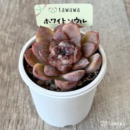 ホワイトソウル【tawawaハウス苗】