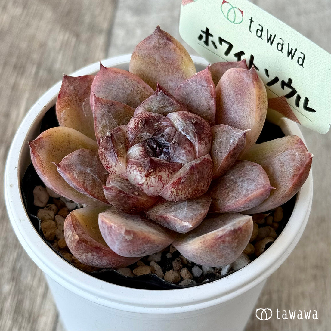 ホワイトソウル【tawawaハウス苗】