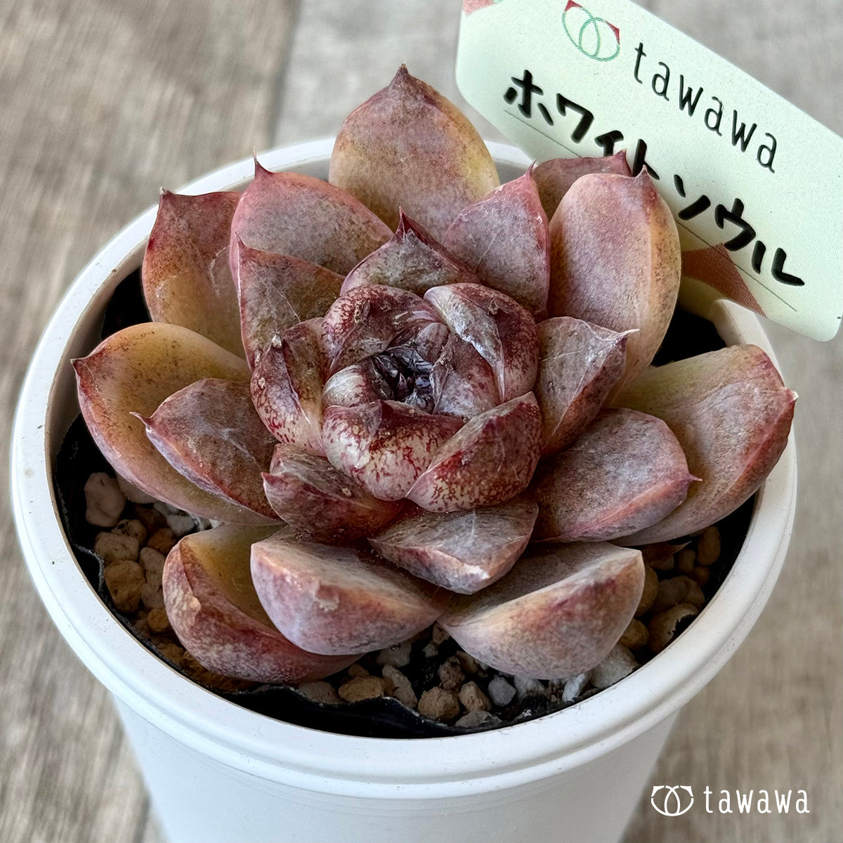 ホワイトソウル【tawawaハウス苗】