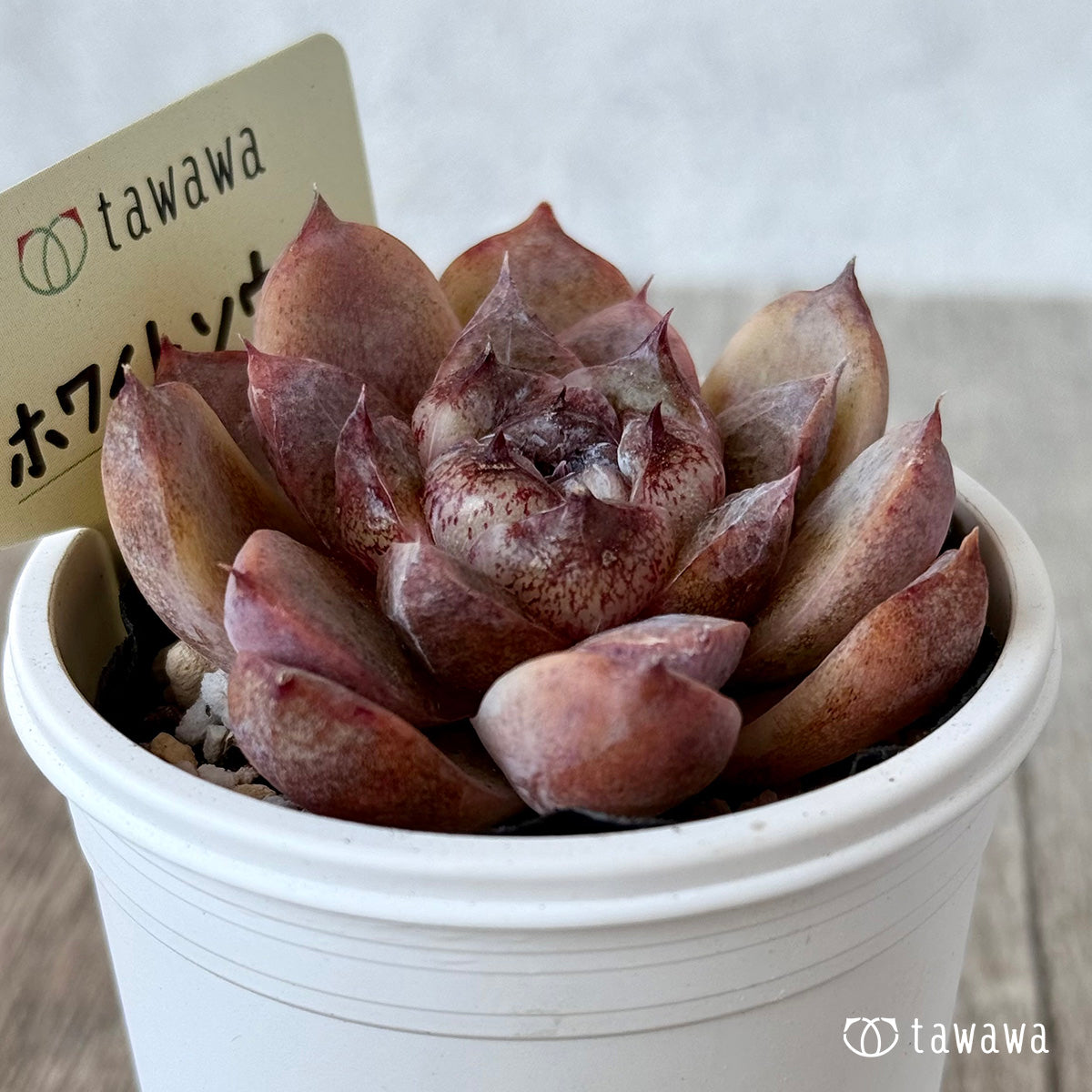 ホワイトソウル【tawawaハウス苗】