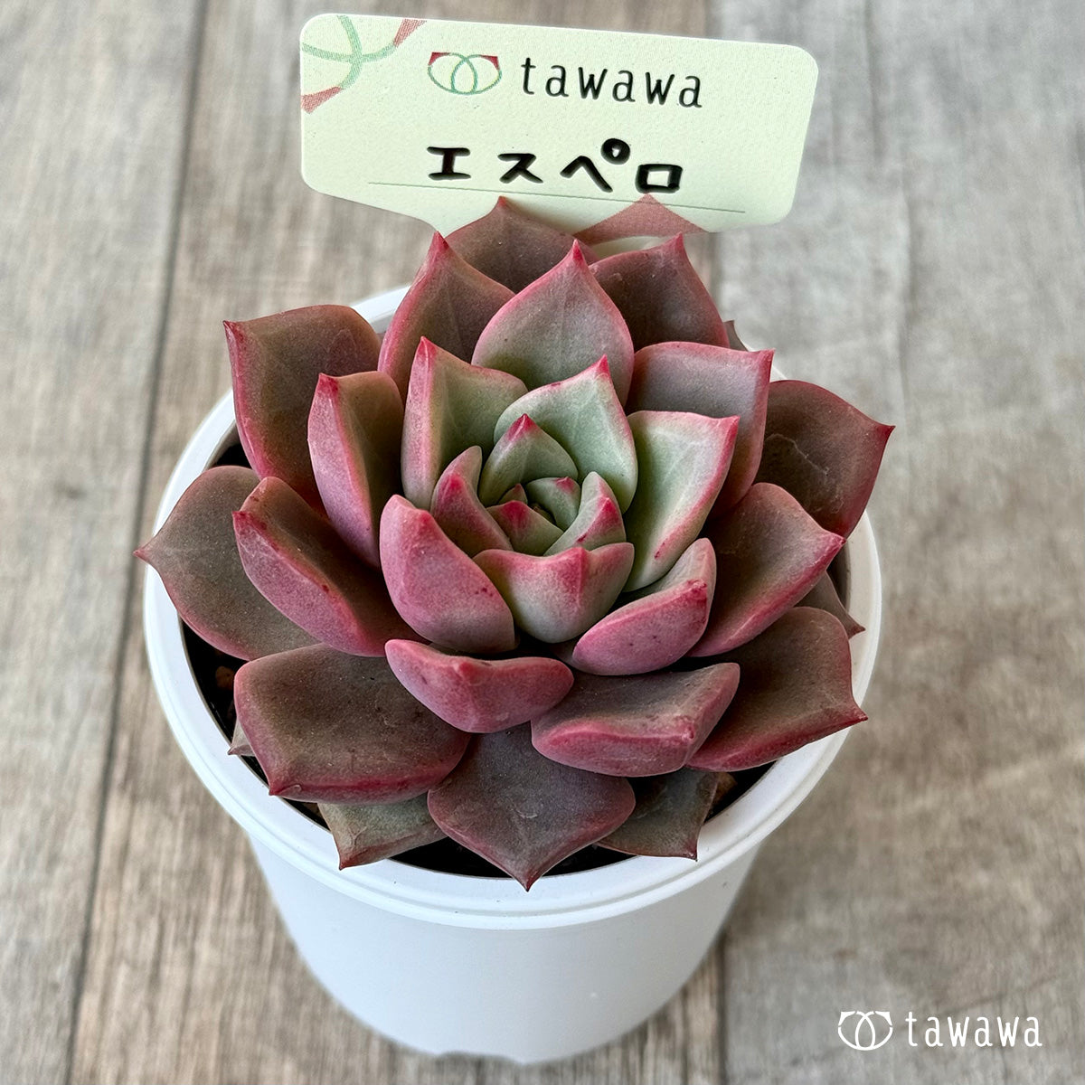 エスペロ【tawawaハウス苗】