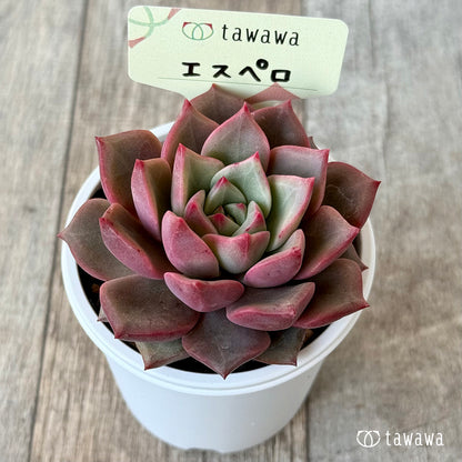 エスペロ【tawawaハウス苗】