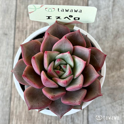 エスペロ【tawawaハウス苗】