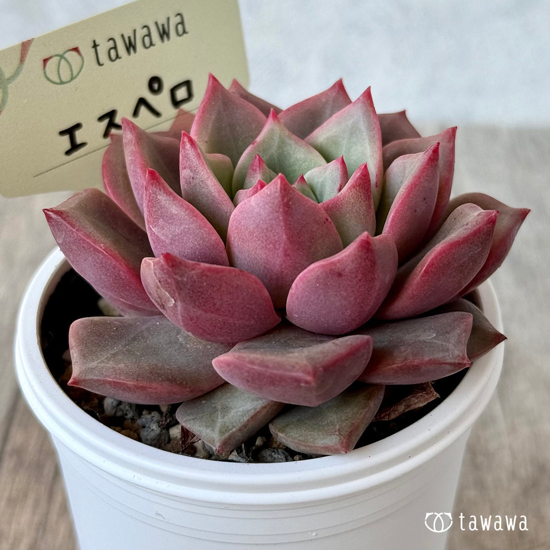 エスペロ【tawawaハウス苗】