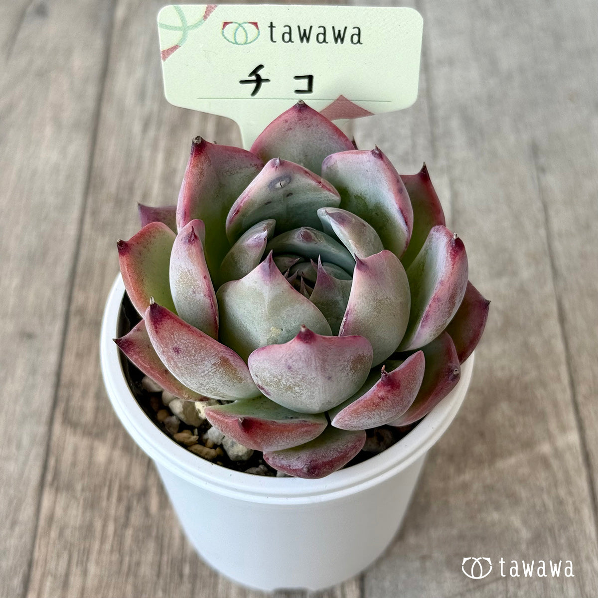 Chico 1 (Air Magic Farm) [Tawawa House Seedlings]