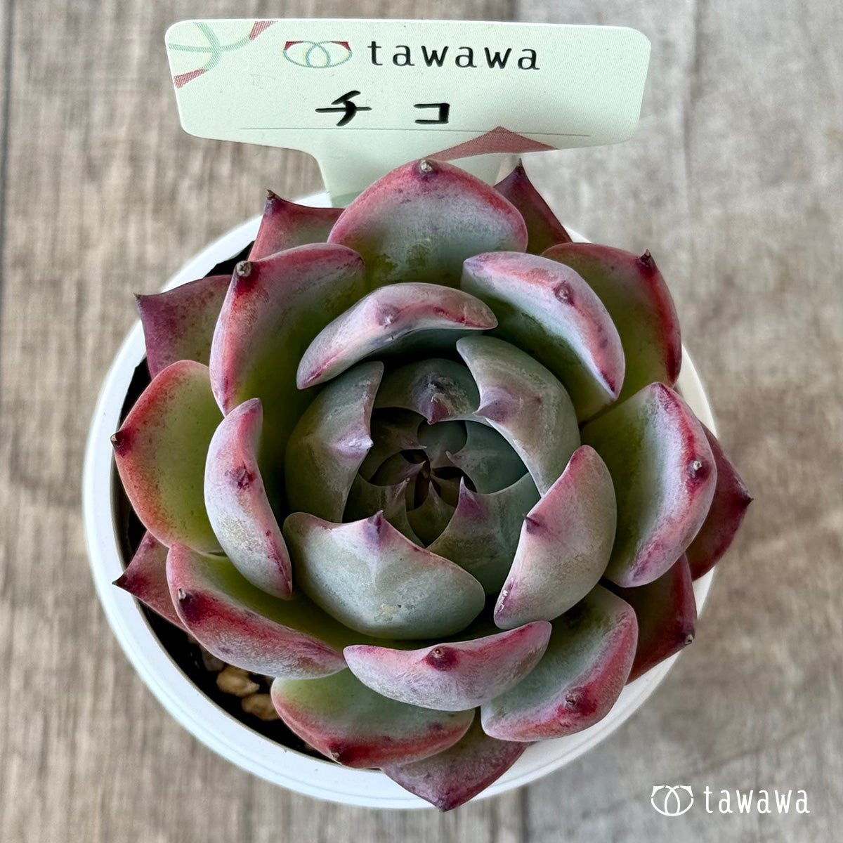 Chico 1 (Air Magic Farm) [Tawawa House Seedlings]