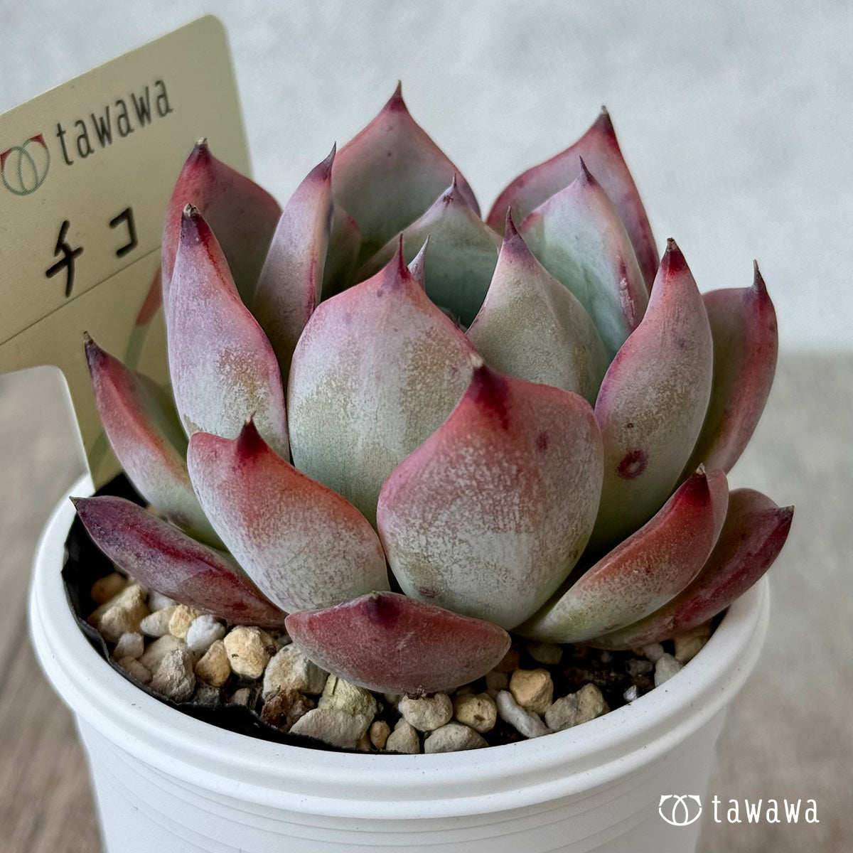 Chico 1 (Air Magic Farm) [Tawawa House Seedlings]