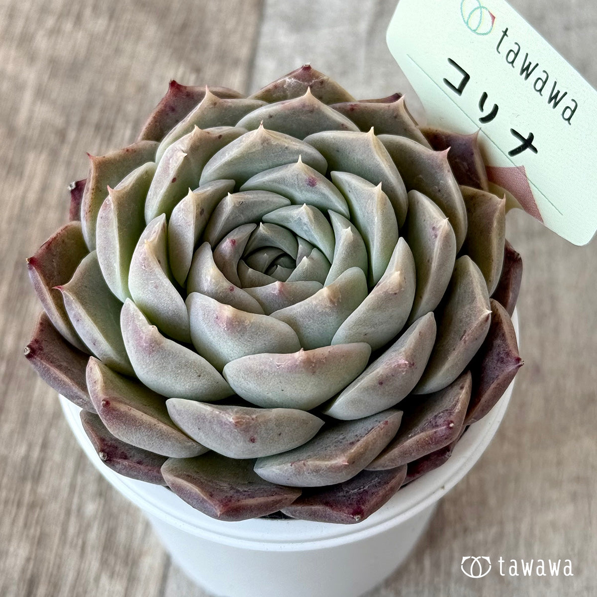 コリナ１（エアーマジック農園）【tawawaハウス苗】