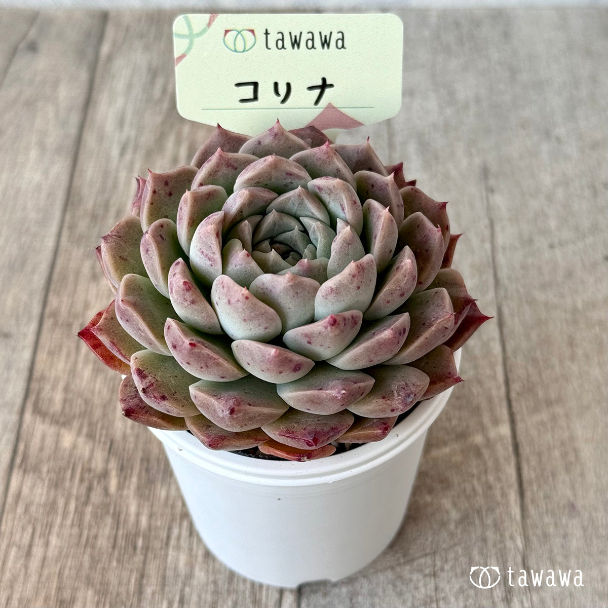 Korina 2 (Air Magic Nursery) [Tawawa House Seedlings]