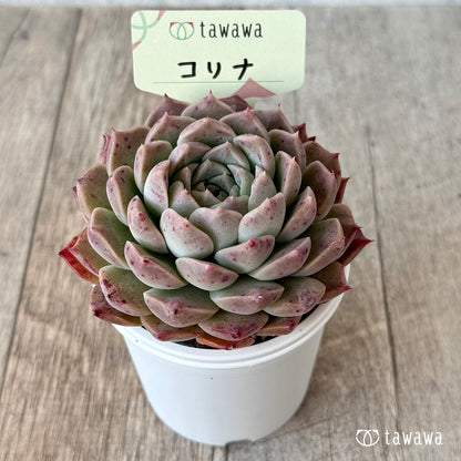 コリナ２（エアーマジック農園）【tawawaハウス苗】