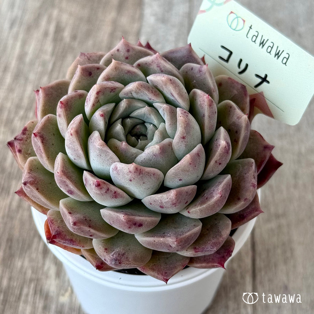 コリナ2(エアーマジック農園)【tawawaハウス苗】