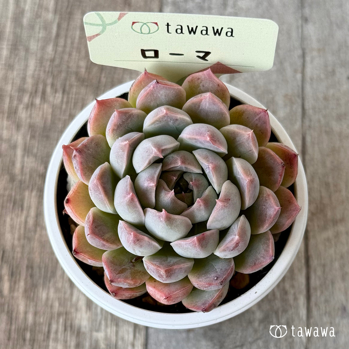 ローマ１（エアーマジック農園）【tawawaハウス苗】