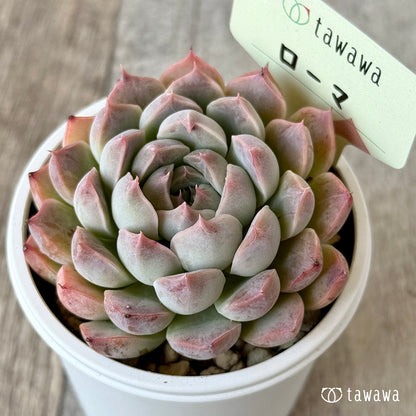 ＊新発売＊　ローマ１（エアーマジック農園）【tawawaハウス苗】