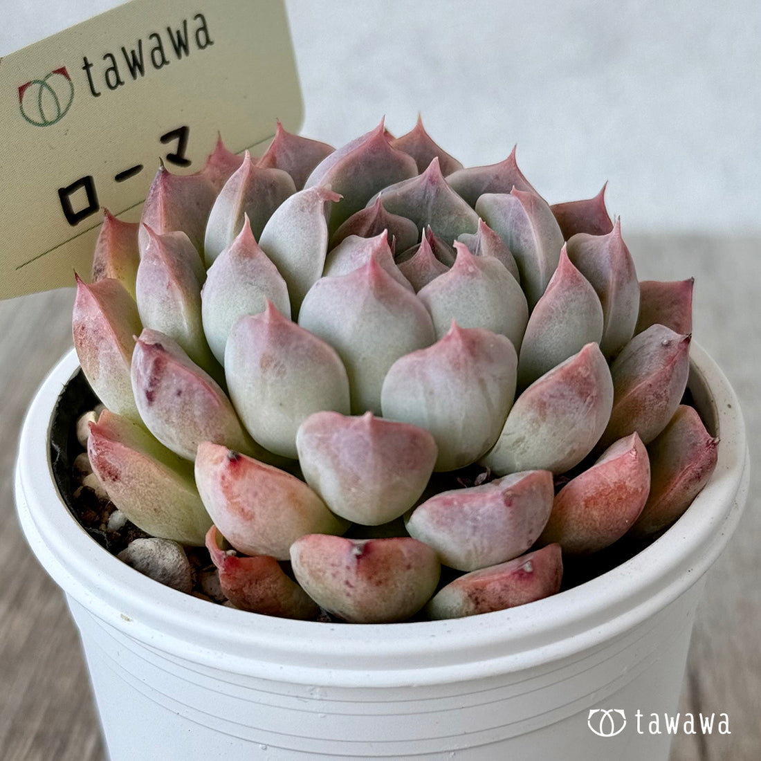 ＊新発売＊　ローマ１（エアーマジック農園）【tawawaハウス苗】