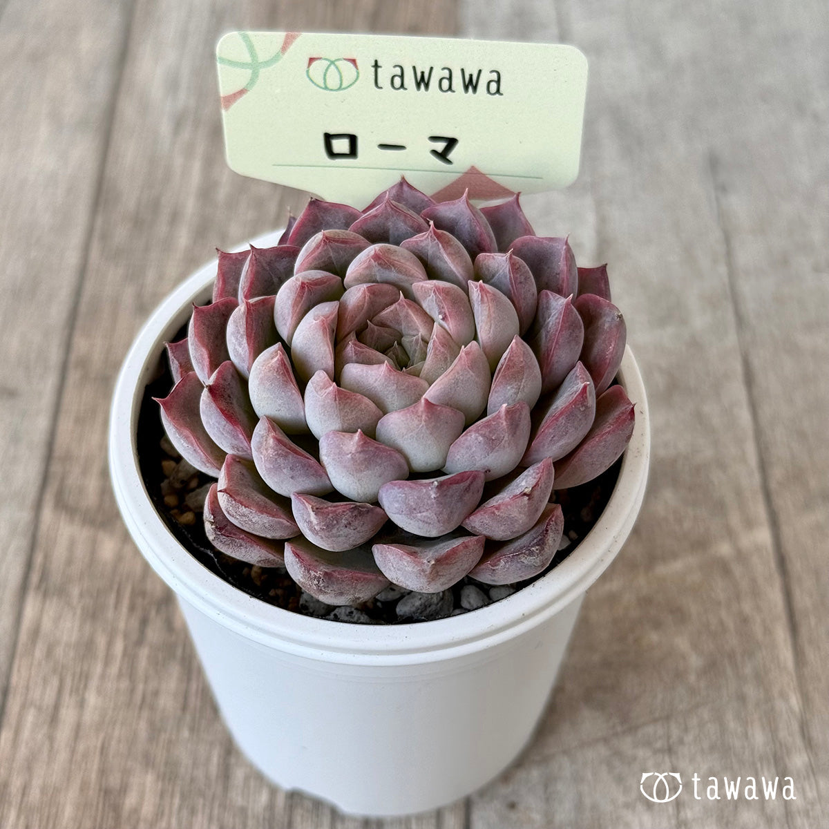 ローマ２（エアーマジック農園）【tawawaハウス苗】