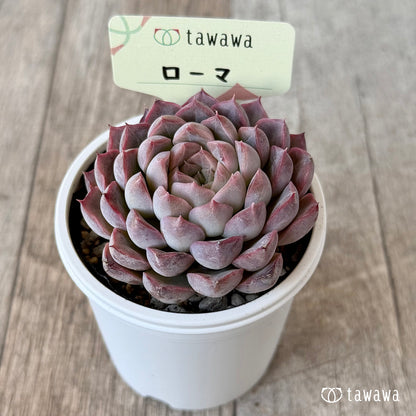 ＊新発売＊　ローマ２（エアーマジック農園）【tawawaハウス苗】