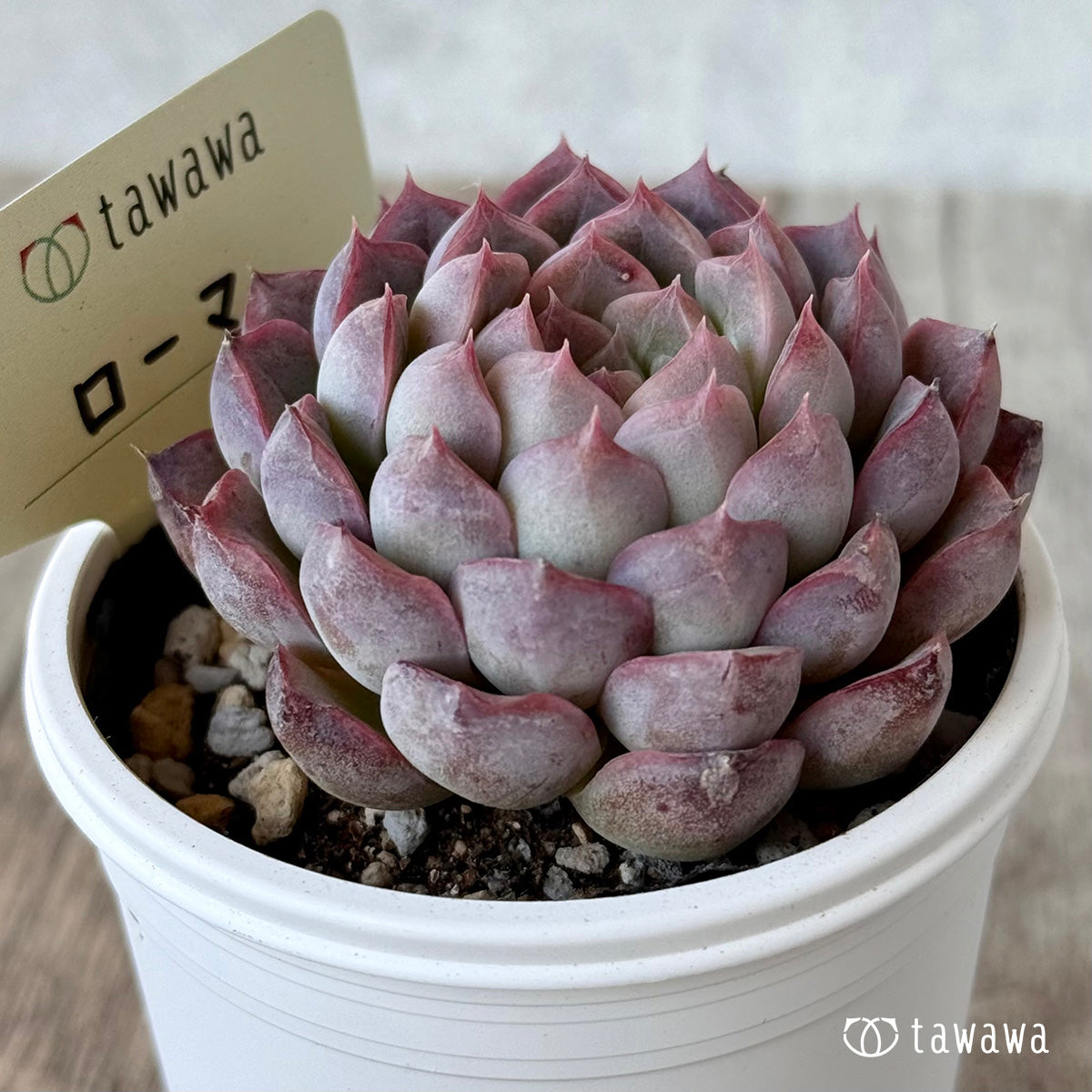 ＊新発売＊　ローマ２（エアーマジック農園）【tawawaハウス苗】