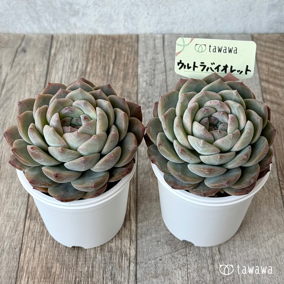ウルトラバイオレット【tawawaハウス苗】