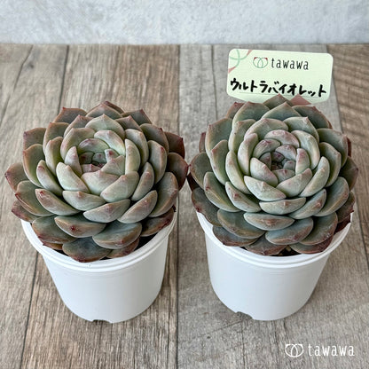 ウルトラバイオレット【tawawaハウス苗】