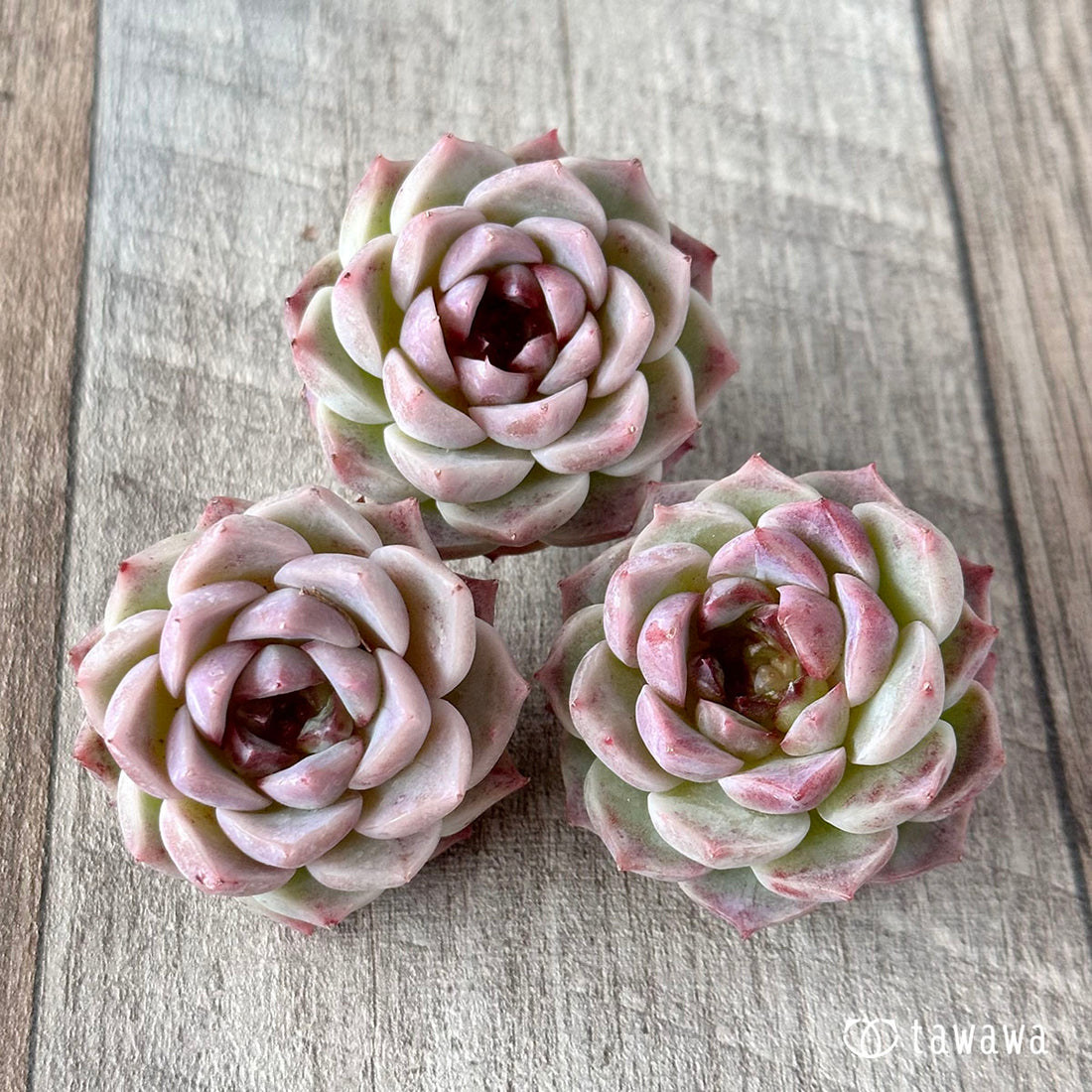 Red Velvet (Small)