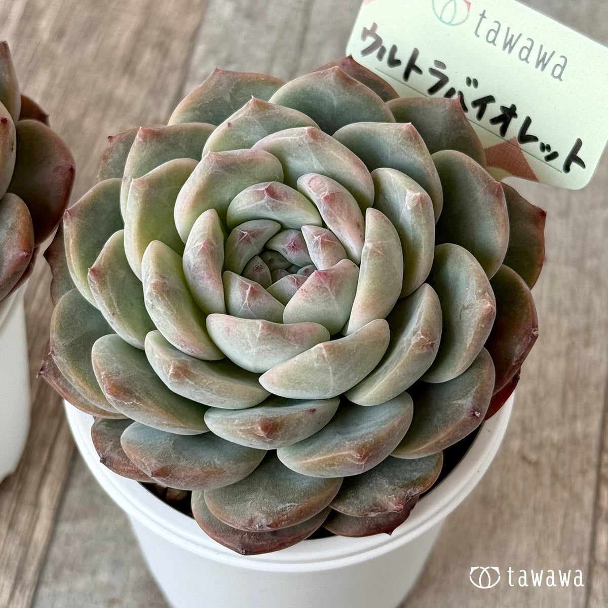 Ultraviolet [tawawa house seedling]