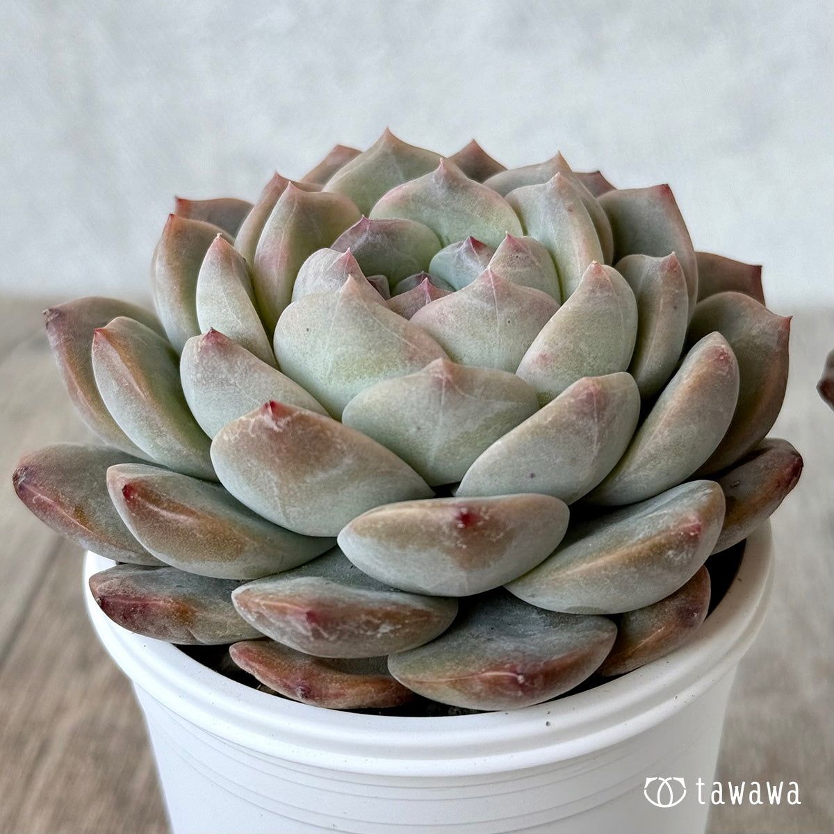 Ultraviolet [tawawa house seedling]