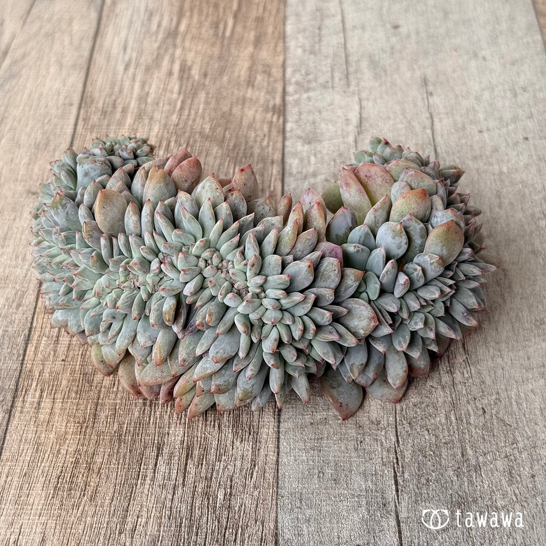 New Arrivals: Ice Green