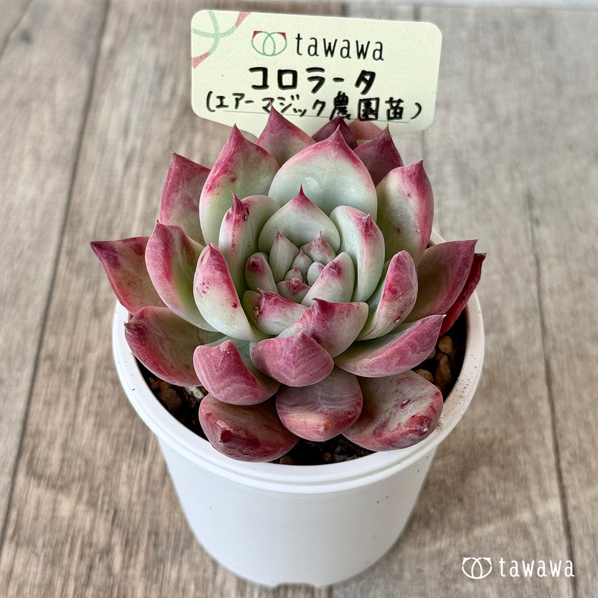 コロラータ１（エアーマジック農園）【tawawaハウス苗】