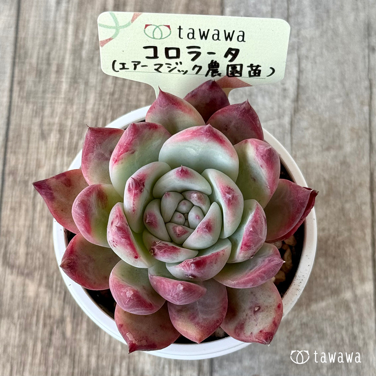 コロラータ１（エアーマジック農園）【tawawaハウス苗】