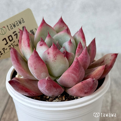 コロラータ１（エアーマジック農園）【tawawaハウス苗】