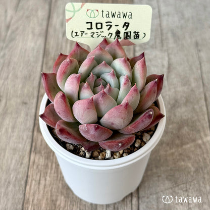 コロラータ２（エアーマジック農園）【tawawaハウス苗】