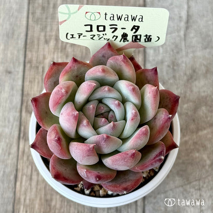 コロラータ２（エアーマジック農園）【tawawaハウス苗】