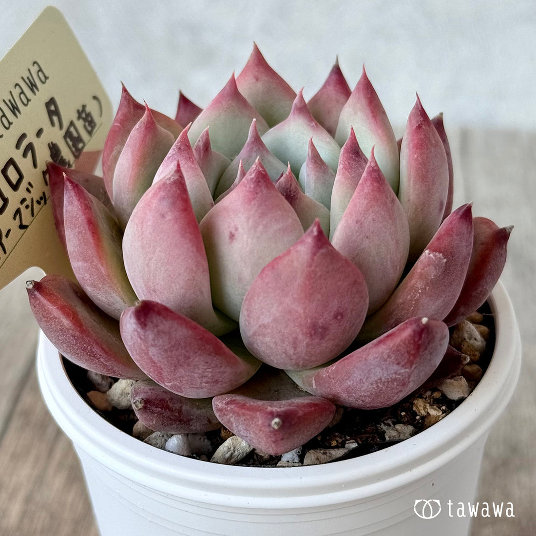 コロラータ２（エアーマジック農園）【tawawaハウス苗】