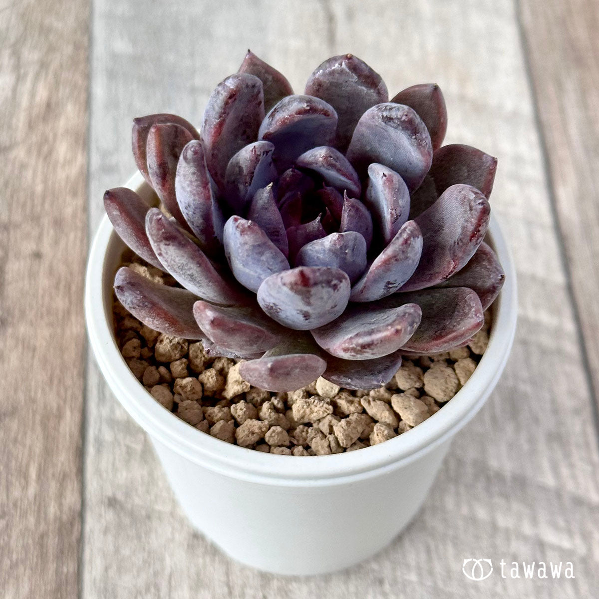 black swan succulent Black Saragosa – 多肉植物の通販・販売サイト tawawa