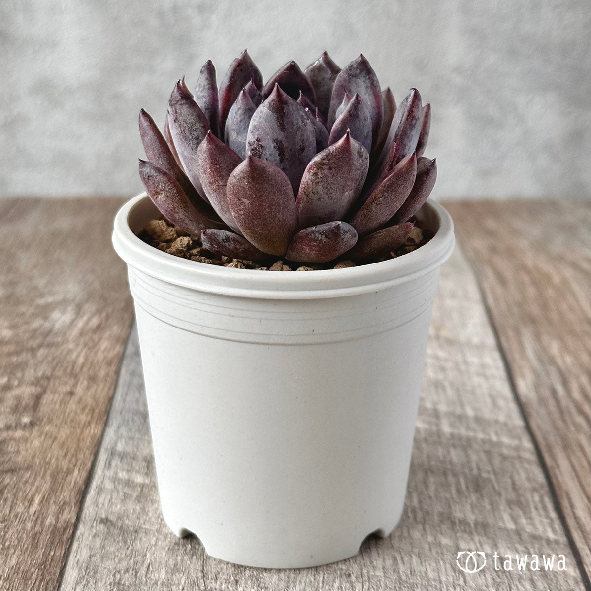 black swan succulent Black Saragosa – 多肉植物の通販・販売サイト tawawa