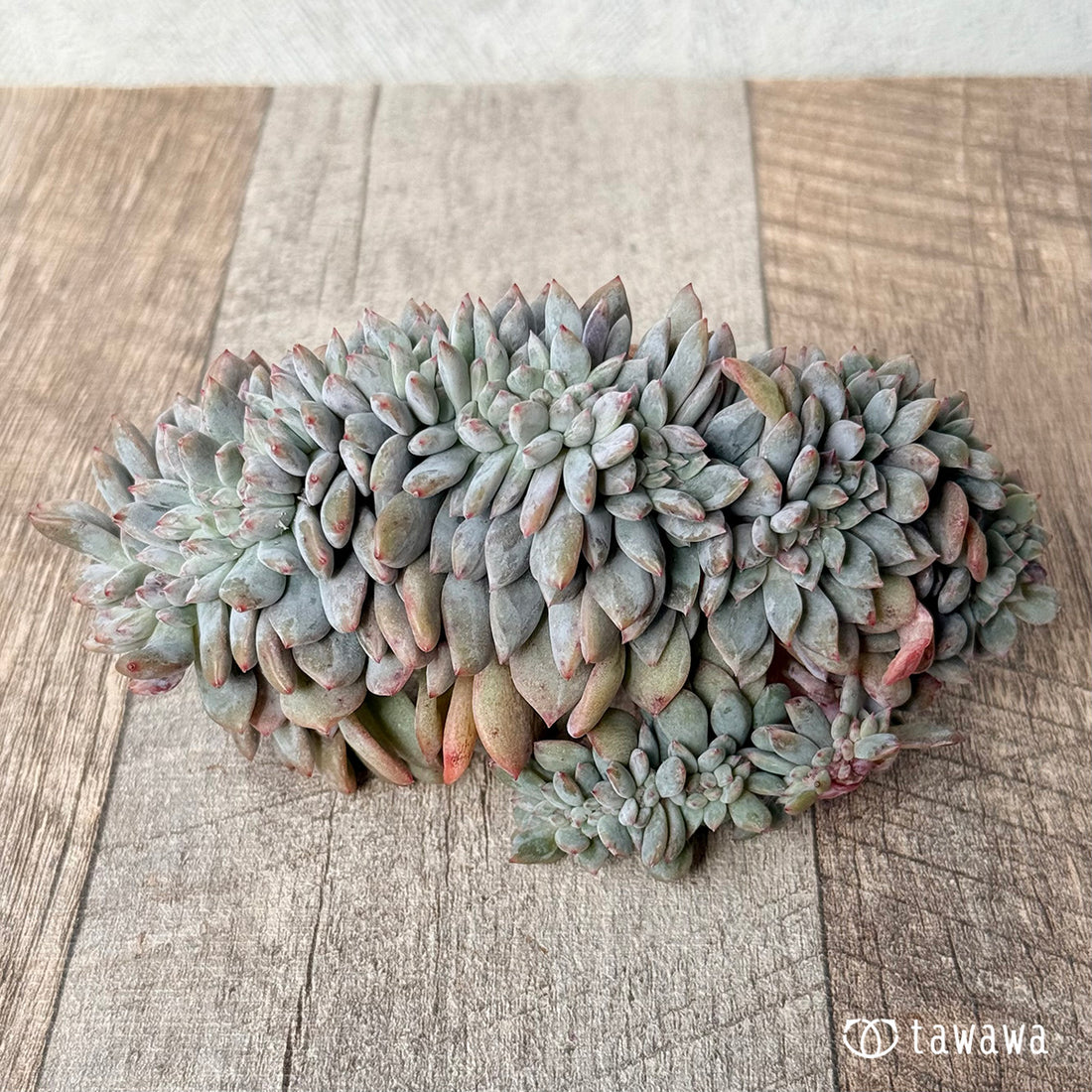 New Arrivals: Ice Green