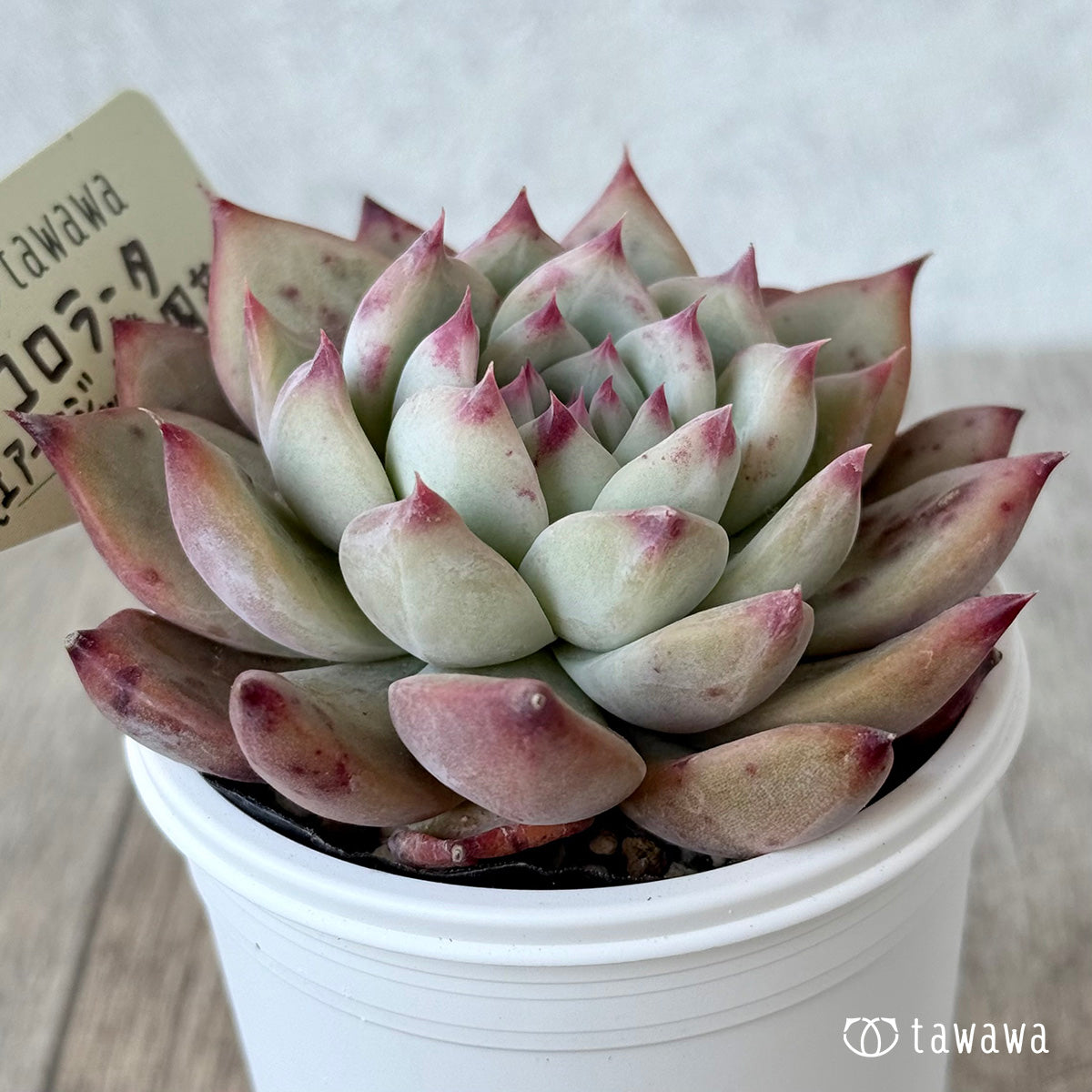 コロラータ３（エアーマジック農園）【tawawaハウス苗】