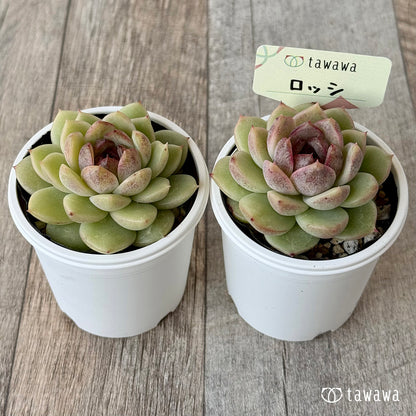 ＊新発売＊　ロッシ【tawawaハウス苗】