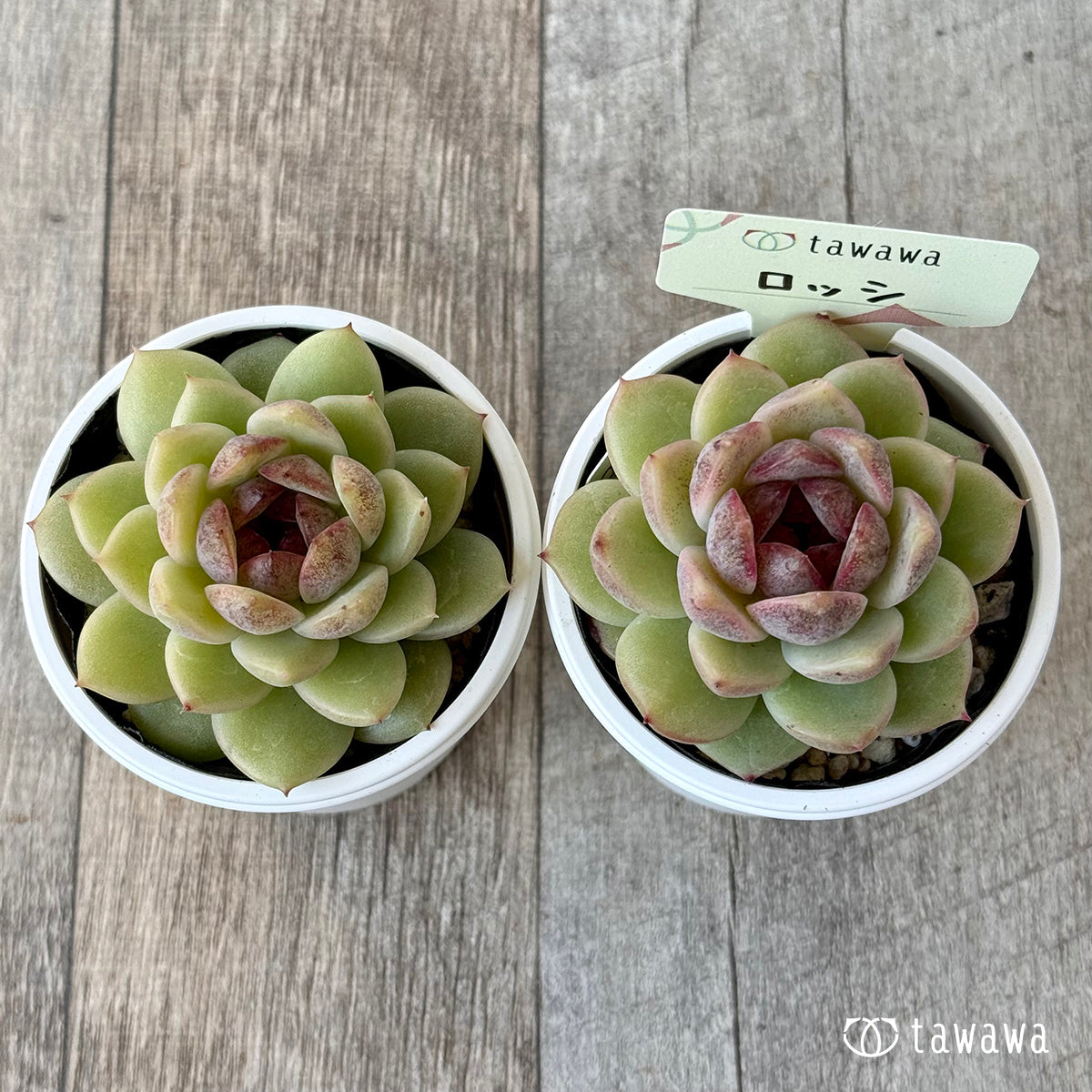 Rossi [tawawa house seedling]