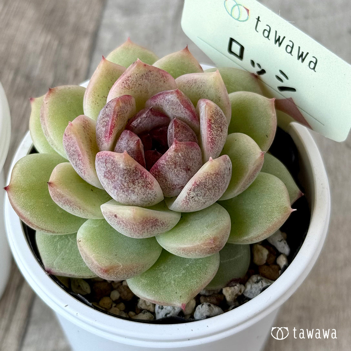 ＊新発売＊　ロッシ【tawawaハウス苗】