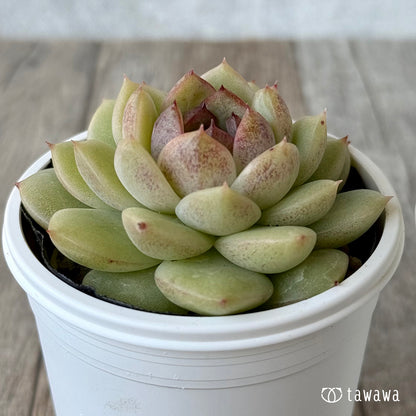 ＊新発売＊　ロッシ【tawawaハウス苗】