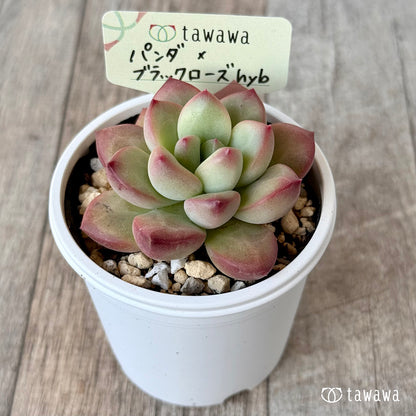 パンダ×ブラックローズhyb（花村農園）【tawawaハウス苗】
