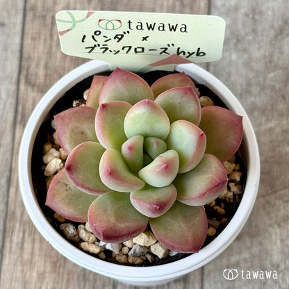 パンダ×ブラックローズhyb（花村農園）【tawawaハウス苗】