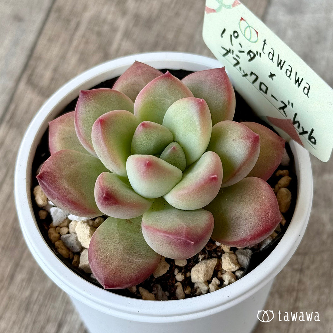 パンダ×ブラックローズhyb（花村農園）【tawawaハウス苗】